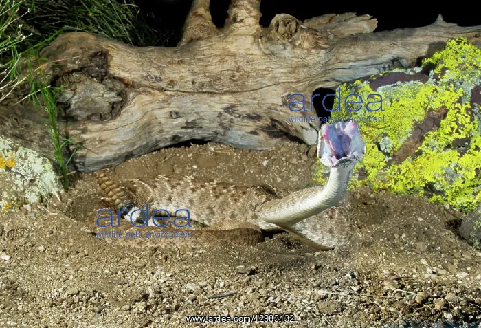 : Western Diamondback Rattlesnake : Western Diamondback Rattlesnake