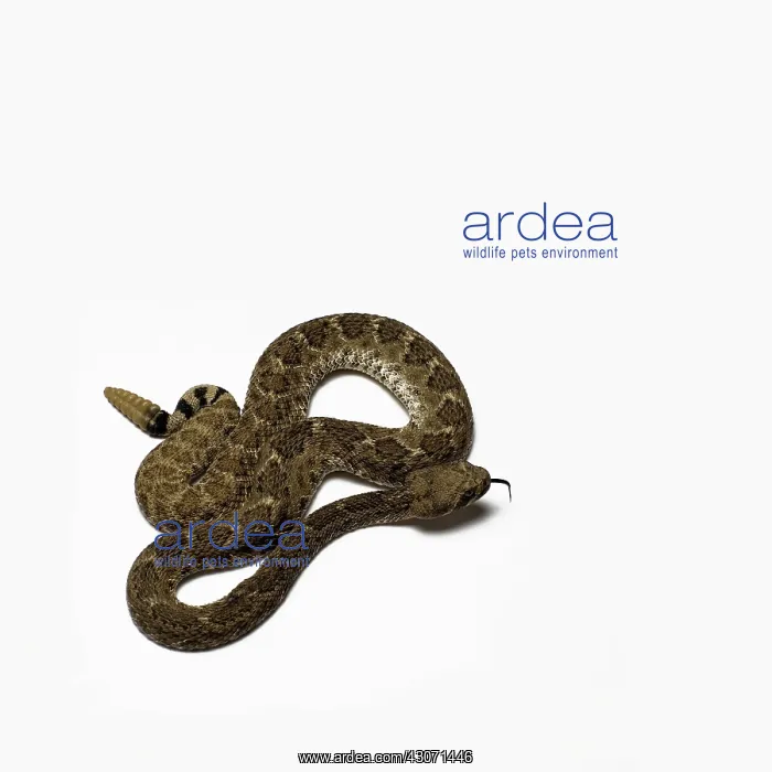 : Western Diamondback Rattlesnake : Western Diamondback Rattlesnake