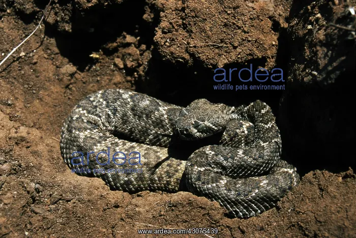 : Western Diamondback Rattlesnake : Western Diamondback Rattlesnake