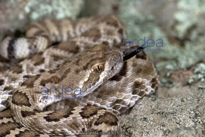 : Western Diamondback Rattlesnake : Western Diamondback Rattlesnake