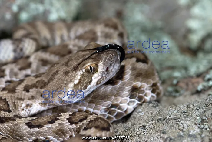 : Western Diamondback Rattlesnake : Western Diamondback Rattlesnake