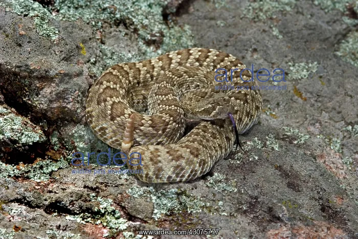 : Western Diamondback Rattlesnake : Western Diamondback Rattlesnake