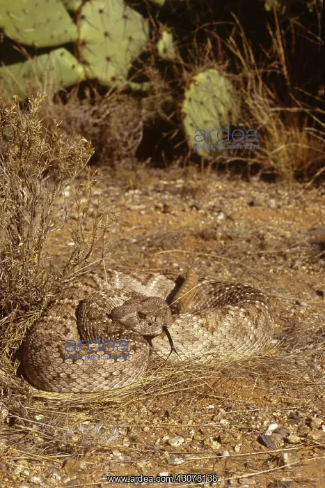 : Western Diamondback Rattlesnake : Western Diamondback Rattlesnake