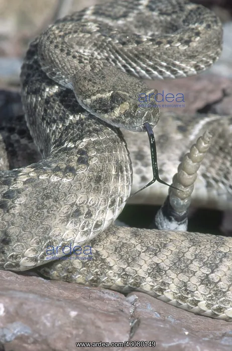 : Western Diamondback Rattlesnake : Western Diamondback Rattlesnake