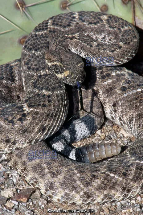  : Western Diamondback Rattlesnake