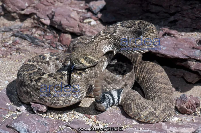 : Western Diamondback Rattlesnake : Western Diamondback Rattlesnake
