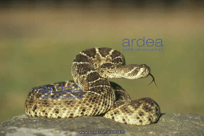 : Western Diamondback Rattlesnake : Western Diamondback Rattlesnake