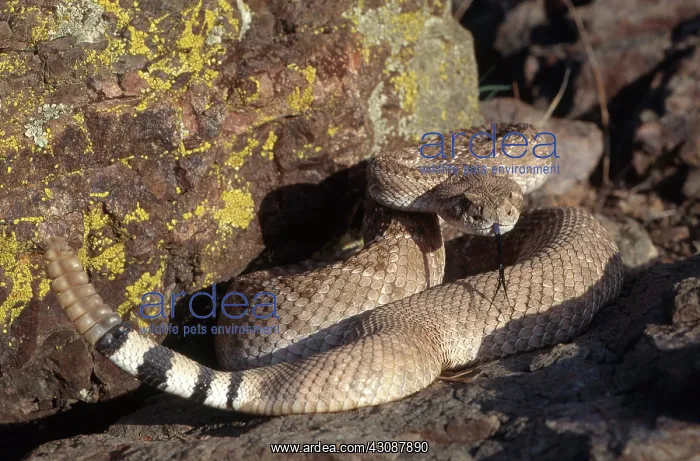 : Western Diamondback Rattlesnake : Western Diamondback Rattlesnake