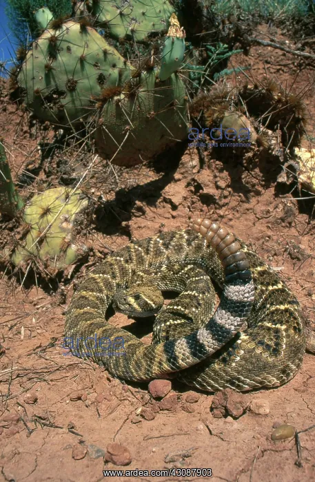 : Western Diamondback Rattlesnake : Western Diamondback Rattlesnake
