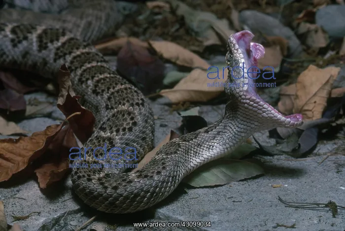 : Western Diamondback Rattlesnake : Western Diamondback Rattlesnake