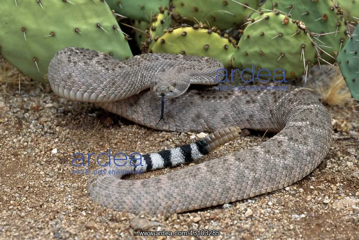 : Western Diamondback Rattlesnake : Western Diamondback Rattlesnake