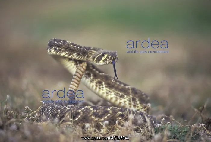 : Western Diamondback Rattlesnake : Western Diamondback Rattlesnake