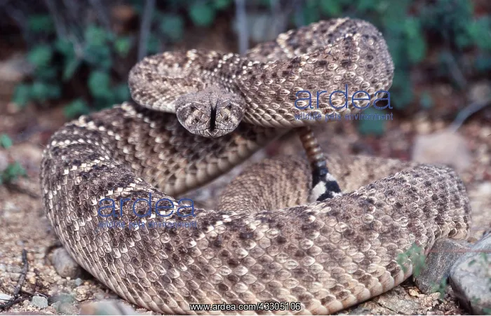 : Western Diamondback Rattlesnake : Western Diamondback Rattlesnake