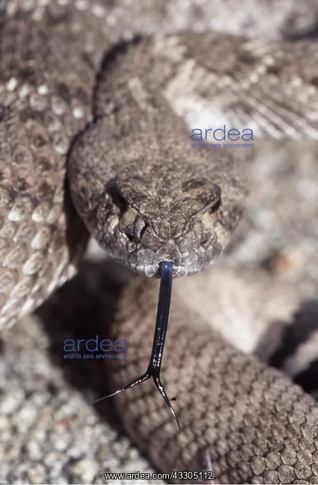 : Western Diamondback Rattlesnake - close up of head : Western Diamondback Rattlesnake - close up of head