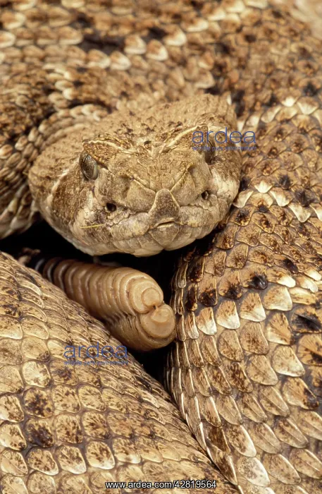 : Western Diamondback Rattlesnake - Coiled, close-up : Western Diamondback Rattlesnake - Coiled, close-up