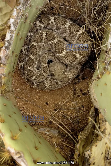: Western Diamondback Rattlesnake Coiled - In prickly : Western Diamondback Rattlesnake Coiled - In prickly