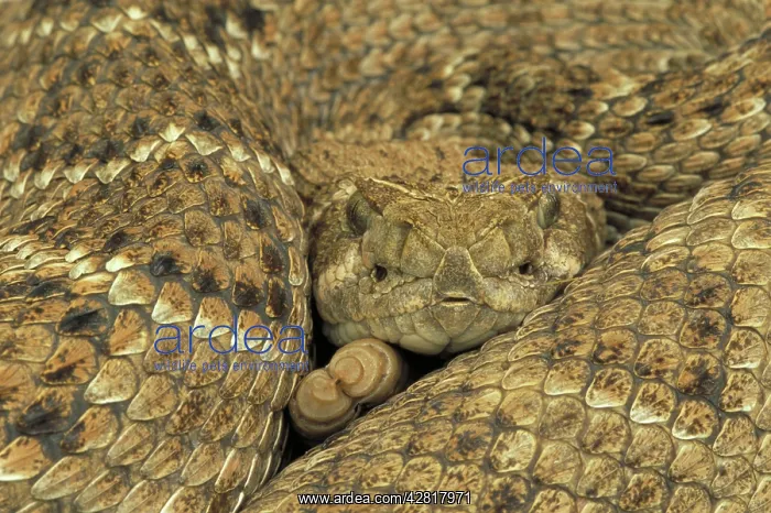 : Western Diamondback Rattlesnake - Coiled up showing : Western Diamondback Rattlesnake - Coiled up showing