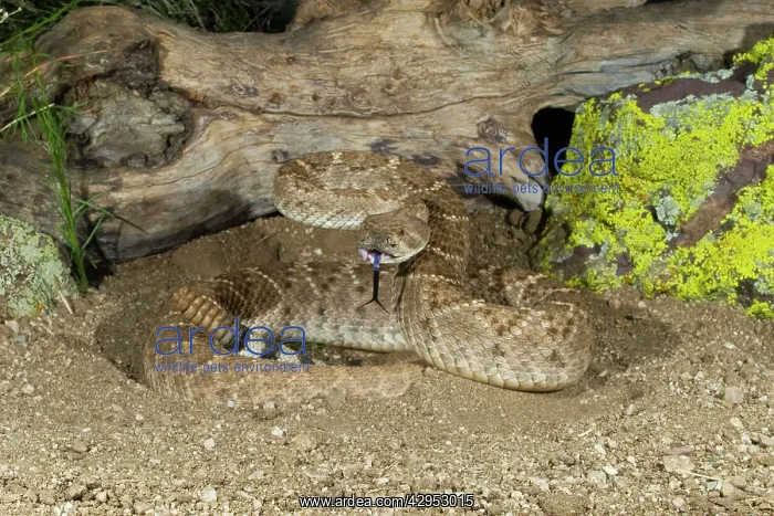 : Western Diamondback Rattlesnake - controlled subject : Western Diamondback Rattlesnake - controlled subject