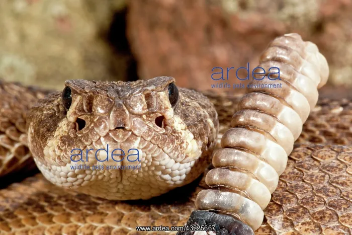 : Western Diamondback Rattlesnake, Crotalus : Western Diamondback Rattlesnake, Crotalus