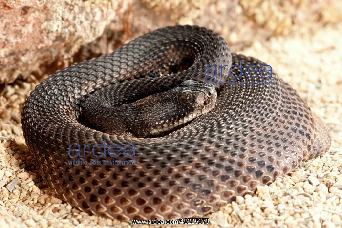 : Western Diamondback Rattlesnake, Crotalus : Western Diamondback Rattlesnake, Crotalus