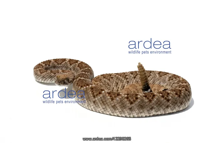 : Western Diamondback Rattlesnake (Crotalus atrox : Western Diamondback Rattlesnake (Crotalus atrox