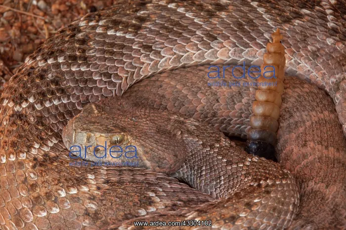 : Western Diamondback rattlesnake, Crotalus atrox : Western Diamondback rattlesnake, Crotalus atrox