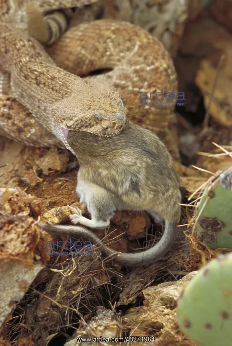 : Western Diamondback Rattlesnake (Crotalus atrox) - Arizona - : Western Diamondback Rattlesnake (Crotalus atrox) - Arizona -