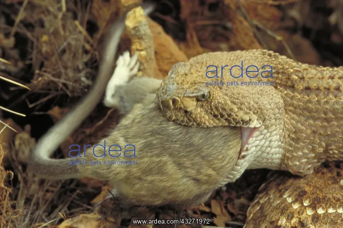 : Western Diamondback Rattlesnake (Crotalus atrox) - Arizona - : Western Diamondback Rattlesnake (Crotalus atrox) - Arizona -