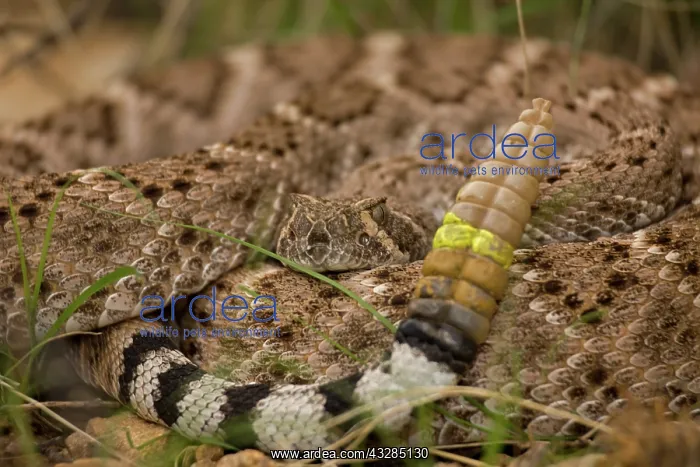 : Western Diamondback Rattlesnake (Crotalus atrox) - Arizona - : Western Diamondback Rattlesnake (Crotalus atrox) - Arizona -