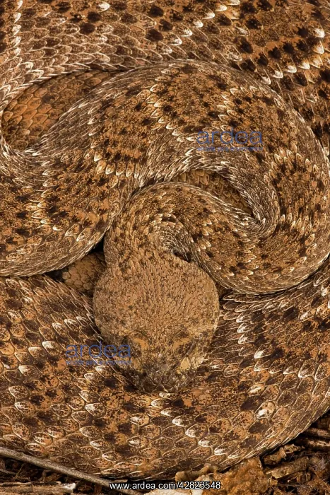 : Western Diamondback Rattlesnake - Curled up : Western Diamondback Rattlesnake - Curled up