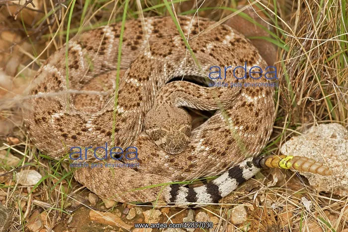 : Western Diamondback Rattlesnake - Curled up showing : Western Diamondback Rattlesnake - Curled up showing