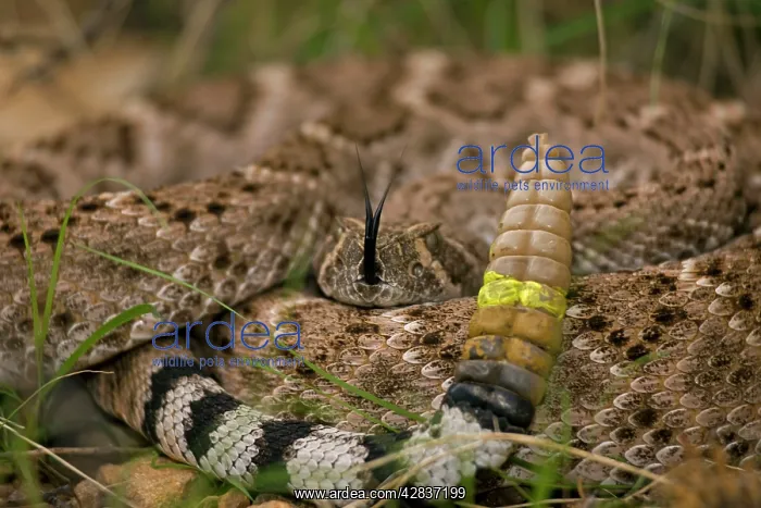 : Western Diamondback Rattlesnake - Curled up showing : Western Diamondback Rattlesnake - Curled up showing