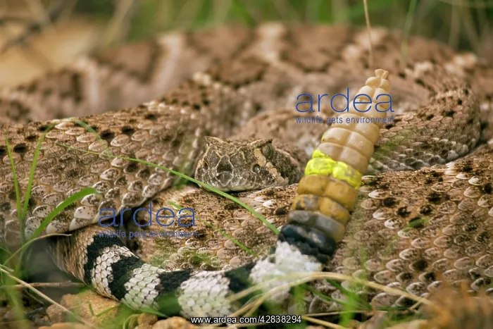 : Western Diamondback Rattlesnake - Curled up showing : Western Diamondback Rattlesnake - Curled up showing