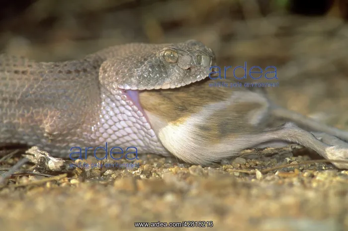 : Western Diamondback Rattlesnake - eating Kangaroo Rat : Western Diamondback Rattlesnake - eating Kangaroo Rat