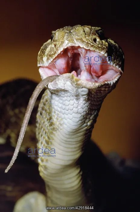 : Western Diamondback Rattlesnake - eating a rat : Western Diamondback Rattlesnake - eating a rat