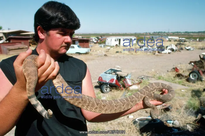 : Western Diamondback Rattlesnake - being handled : Western Diamondback Rattlesnake - being handled