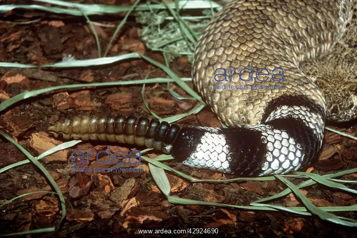 : Western Diamondback Rattlesnake - rattle on tail : Western Diamondback Rattlesnake - rattle on tail