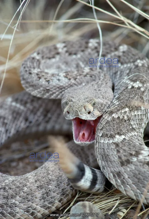 : Western Diamondback RATTLESNAKE - Rattling tail : Western Diamondback RATTLESNAKE - Rattling tail