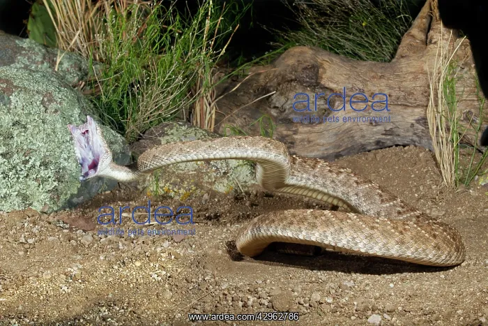 : Western Diamondback Rattlesnake - striking : Western Diamondback Rattlesnake - striking
