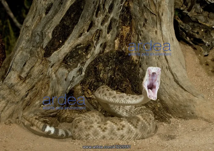 : Western Diamondback Rattlesnake Striking : Western Diamondback Rattlesnake Striking