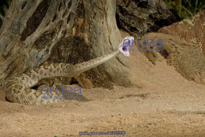 : Western Diamondback Rattlesnake Striking : Western Diamondback Rattlesnake Striking