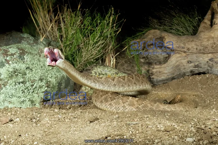 : Western Diamondback Rattlesnake - striking - controlled : Western Diamondback Rattlesnake - striking - controlled