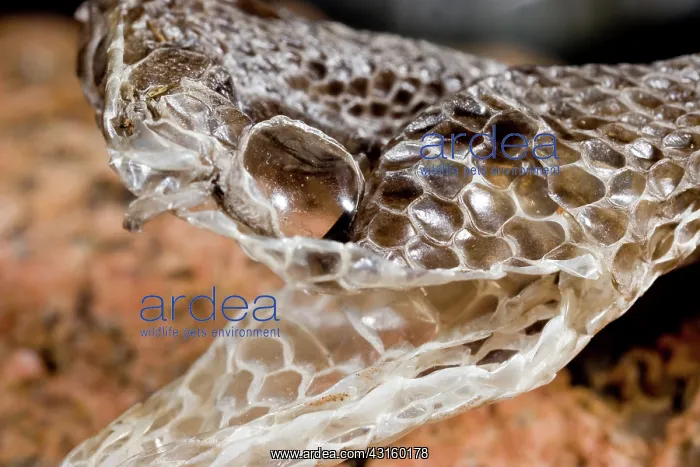 : Western Diamondback Snake Skin : Western Diamondback Snake Skin