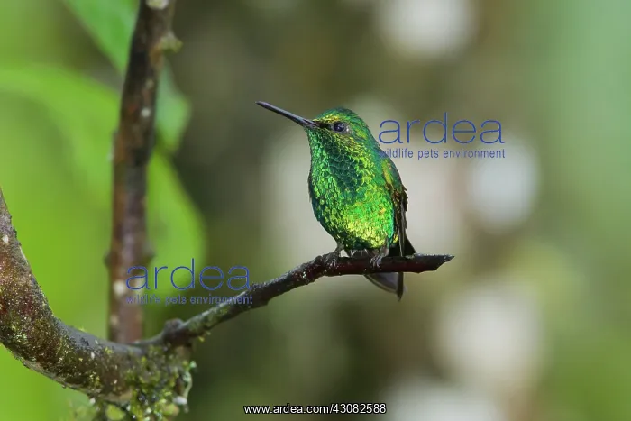 : Western Emerald : Western Emerald
