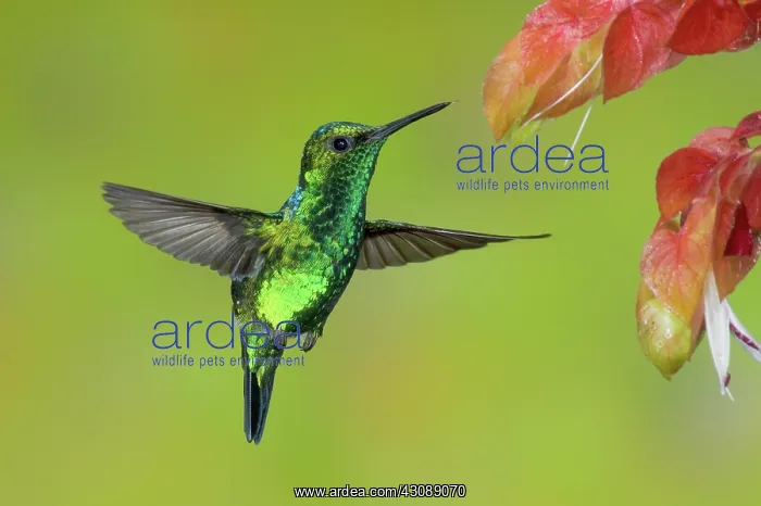 : Western Emerald Hummingbird : Western Emerald Hummingbird