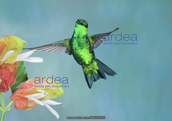 : Western Emerald Hummingbird : Western Emerald Hummingbird