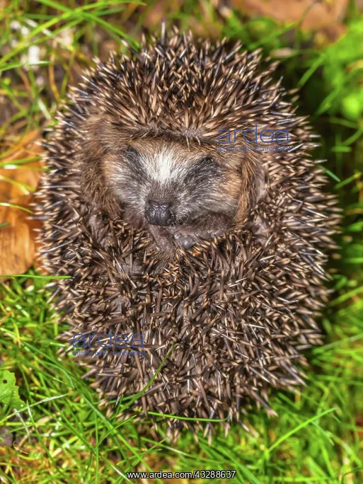 : Western European Hedgehog (Erinaceus europaeus) : Western European Hedgehog (Erinaceus europaeus)