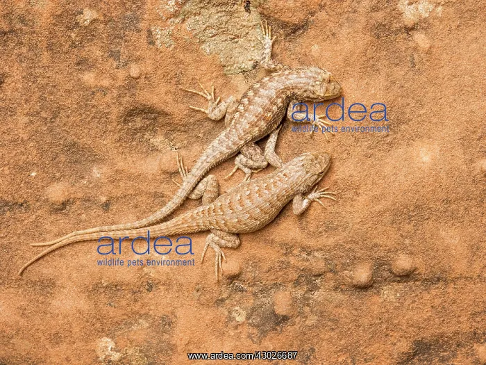 : Western Fence Lizard : Western Fence Lizard