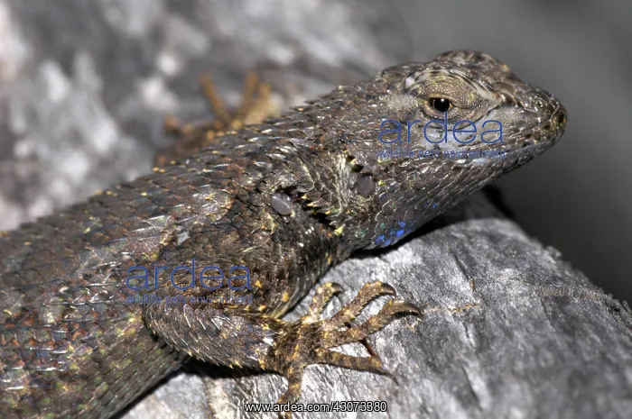 : Western Fence Lizard : Western Fence Lizard