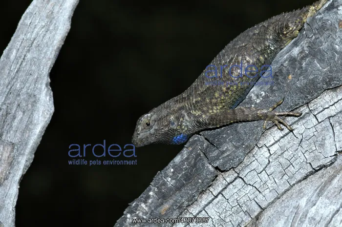 : Western Fence Lizard : Western Fence Lizard